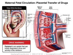 Maternal Fetal Circulation Placement Transfer Of Drugs Part 1 Legal